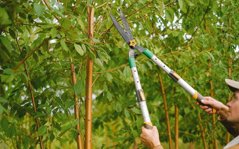 Tree trimming in Crab Orchard, KY