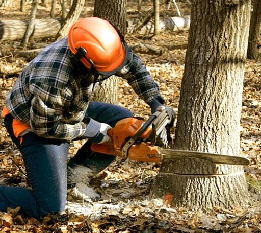 Tree Removal in Crab Orchard, KY